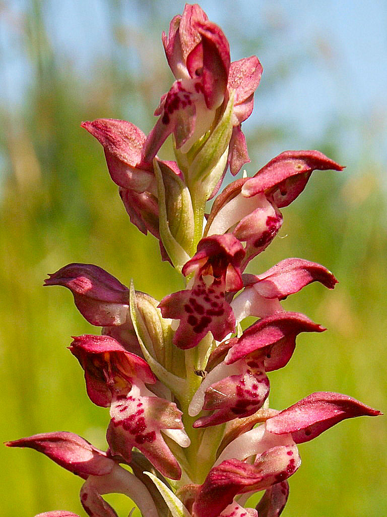 Cimicina o fragrans?